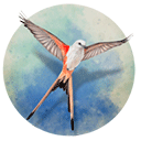 下载展翅翱翔：打造丰富的Android即时策略鸟类卡牌组合